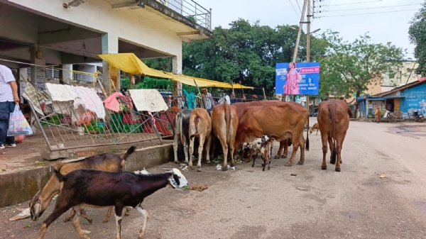 इतवारी बाजार परिसर में मंडरा रहे बेसहारा मवेशी।