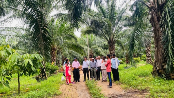 ऑयल पाम की खेती का निरीक्षण करते हुए प्रशासनिक अधिकारी कर्मचारी व ग्रामीण।
