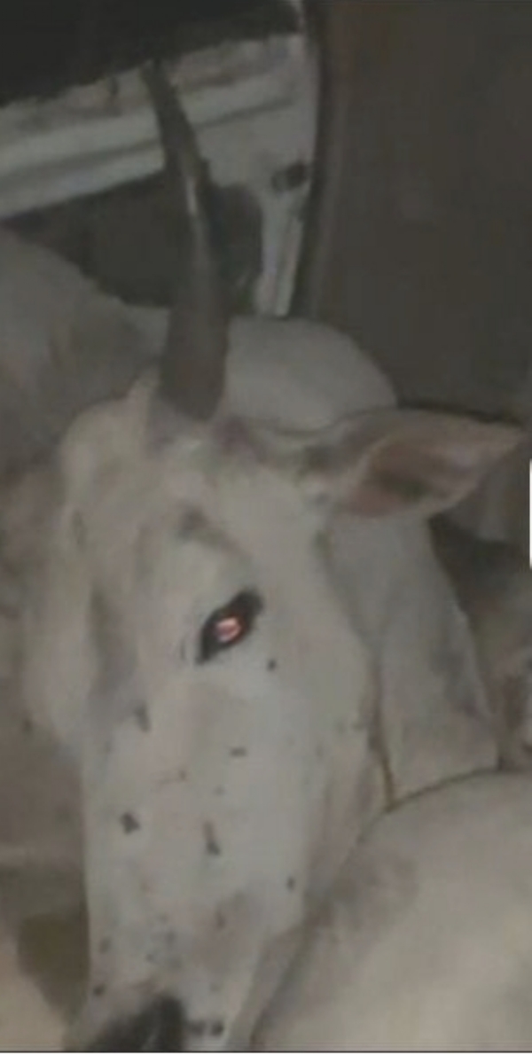 तस्वीरों से बदनाम गोवंश तस्वीरों से बदनाम गोवंश