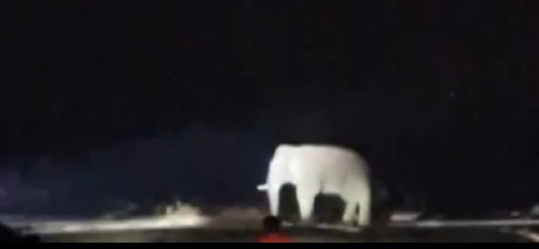 दंतैल हाथी