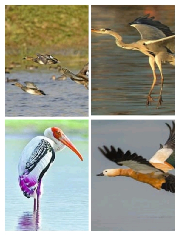 चंबल बर्ड सैंक्चुअरी