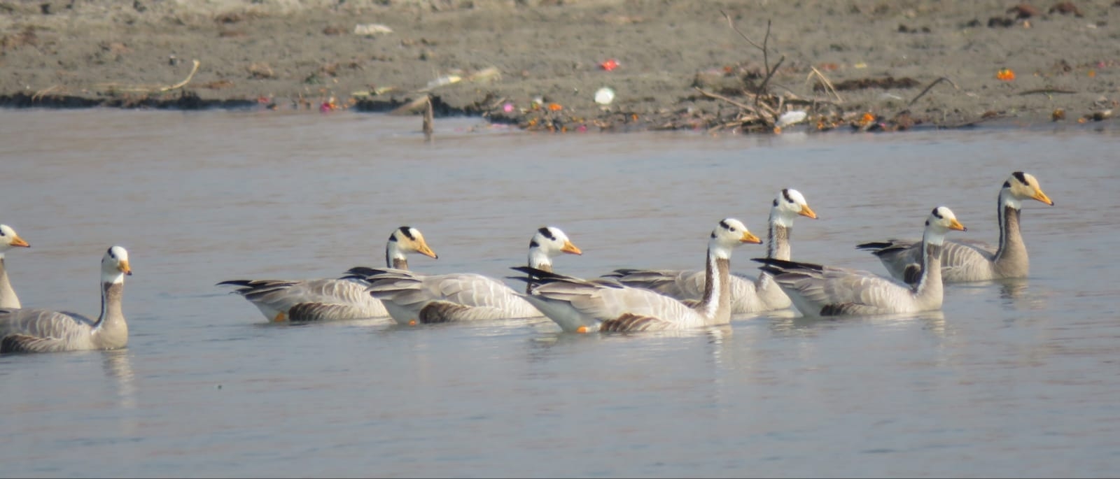 प्रवासी पक्षी
