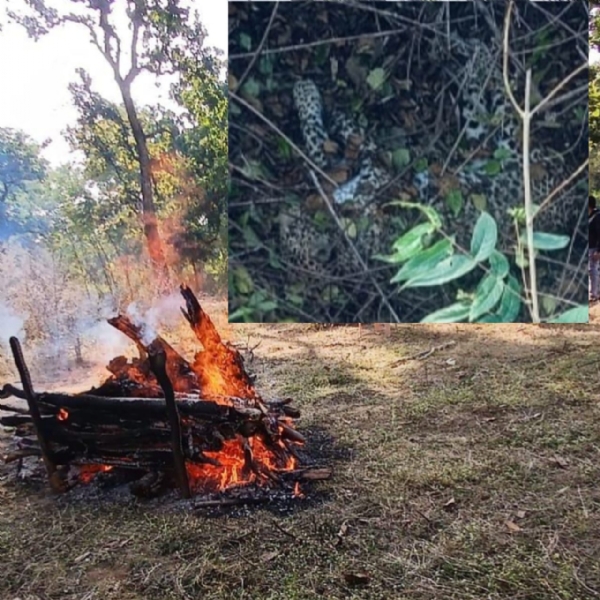 तेंदुए के शव इनसेट में, शव काे जलाते हुए