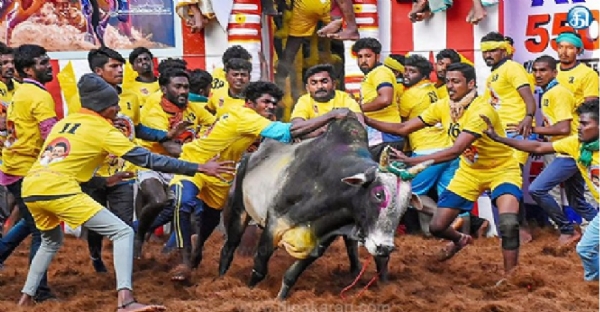 जल्लीकट्टू में भाग लेते बैल, जल्लीकट्टू में भाग लेते बैल,