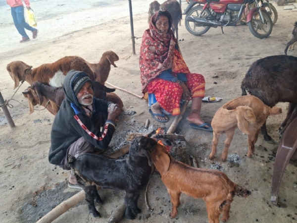 मवेशियों के साथ आग तापते लोग