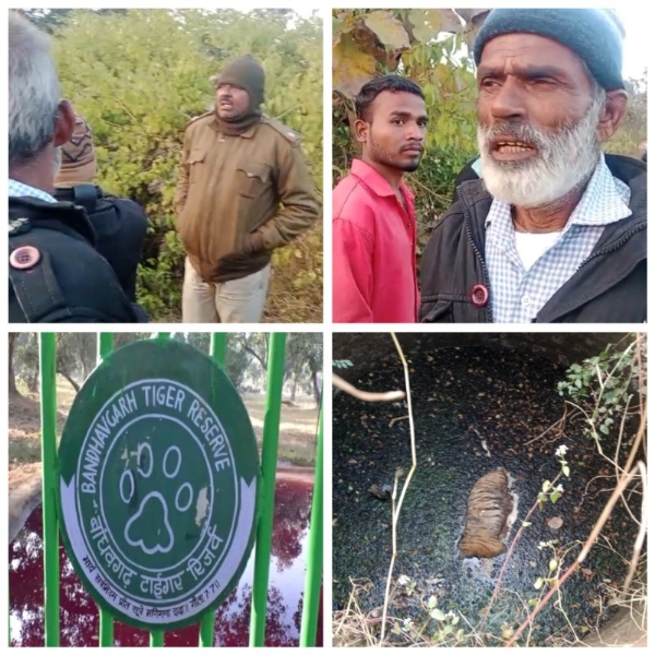 बांधवगढ़ टाइगर रिज़र्व क्षेत्र में पुराने कुएं में मिला बाघ का शव 24 घंटे में दूसरी मौत