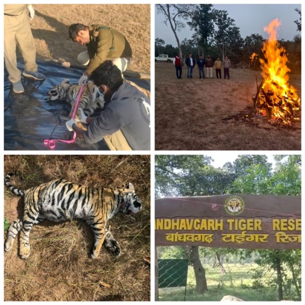 बांधवगढ़ टाइगर रिज़र्व क्षेत्र में फिर एक मादा बाघ शावक की संदिग्ध अवस्था में मौत