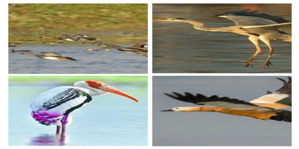 मुल्कों की सरहदों को लांघ कर सैलानी परिंदे पहुंचे आगरा की चंबल बर्ड सैंक्चुअरी, कड़कड़ाती ठंड में इन पक्षियों के कलरव से सेंचुरी का माहौल बना रोमांचकारी