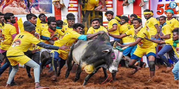 जल्लीकट्टु में भाग लेने के बैलों और खिलाड़ियाें के लिए ऑनलाइन पंजीकरण आज शाम
