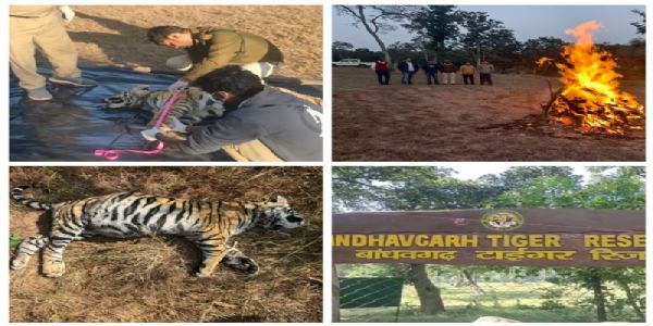 उमरियाः बांधवगढ़ टाइगर रिज़र्व क्षेत्र में फिर एक मादा बाघ शावक की संदिग्ध मौत