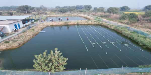 खेत तालाब योजना बनी किसानों का सहारा, मोती की खेती से बढ़ेगी आमदनी