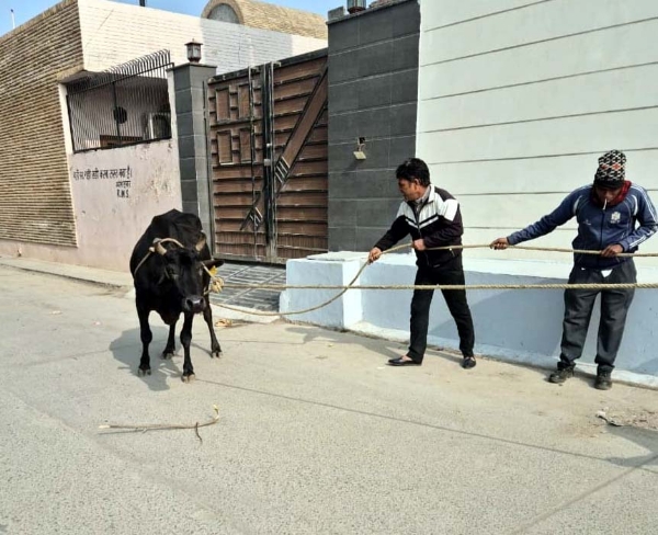 निगम कर्मचारी आवरा पशुओं को पकड़ते हुए