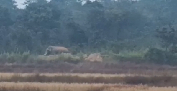 दंतैल हाथी