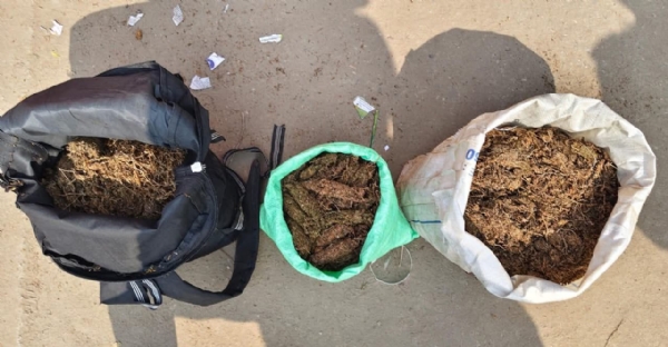 बरामद गांजा