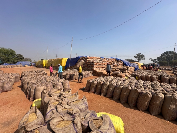 धान खरीदी केंद्र में रखा हुआ धान।