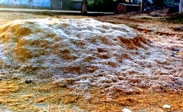 खलिहान में पुआल के उपर जमी ओस की बूंदे खलिहान में पुआल के उपर जमी ओस की बूंदे