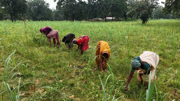 लेमनग्रास की खेती