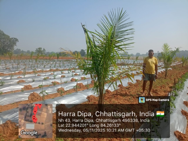 ऑयल पाम रोपण