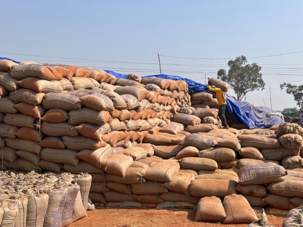 धान उपार्जन केंद्र में रखा हुआ है धान।