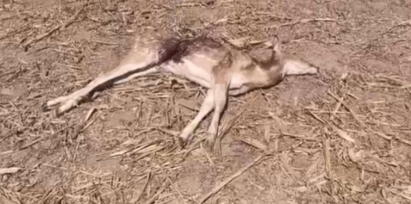 वन्य प्राणी हिरण किसान की बाड़ी में मृत अवस्था में मिला वन्य प्राणी हिरण किसान की बाड़ी में मृत अवस्था में मिला