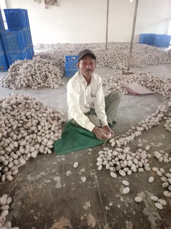 तसर पालन ने बदल दी जिंदगी - ग्राम सलोरा के किसान भरत राम केवट बने आत्मनिर्भर तसर पालन ने बदल दी जिंदगी - ग्राम सलोरा के किसान भरत राम केवट बने आत्मनिर्भर