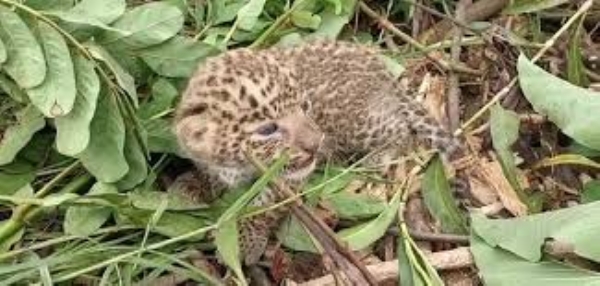 तेंदुआ कुएं में गिरा तेंदुए का बच्चा, वन विभाग की टीम ने किया रेस्क्यू