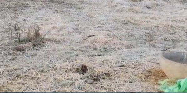 बलरामपुर में ठंड का कहर: महावीरगंज–विजयनगर में पारा 4 डिग्री पर पहुंचा, खेतों और वाहनों पर जमी बर्फ की चादर