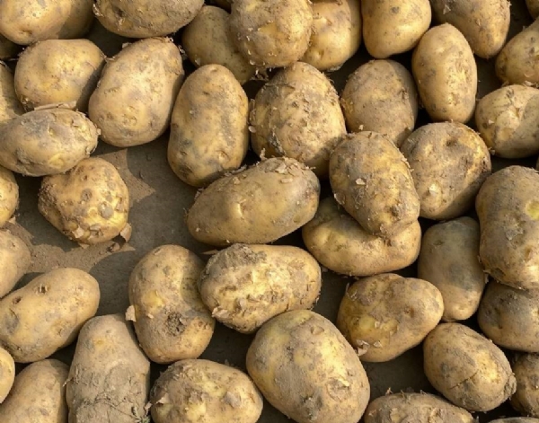 आलू उत्पादक आलू उत्पादक