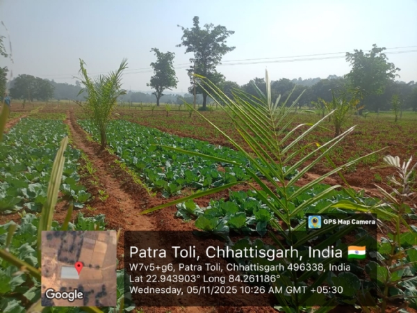 ऑयल पाम रोपण