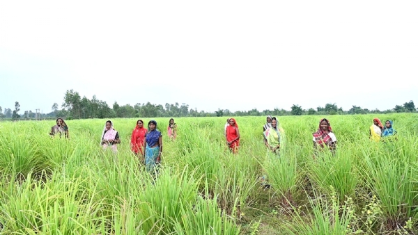 लेमनग्रास की खेती