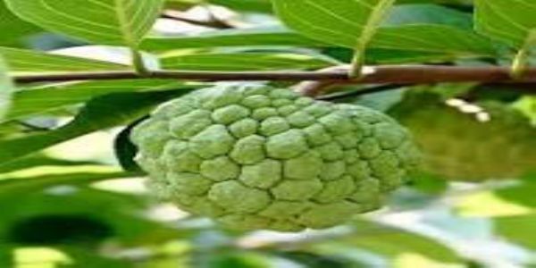 सिवनीः उत्तर सिवनी वनमंडल के वनक्षेत्रों में सीताफल संग्रहण पर प्रतिबंध