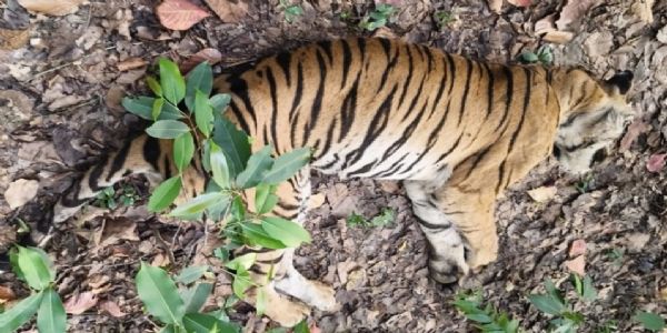 उमरिया : बांधवगढ़ की प्रसिद्ध बाघिन डॉटी की मौत, दो शावकों की निगरानी में जुटा पार्क प्रबंधन