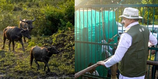 मप्र के कान्हा टाइगर रिजर्व के सूपखार में सौ साल बाद जंगली भैंसों की वापसी