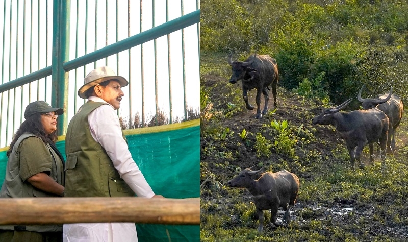 मप्र के कान्हा टाइगर रिजर्व के सूपखार में सौ साल बाद जंगली भैंसों की वापसी