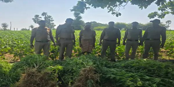 मप्र के आलीराजपुर में एक करोड़ के गांजे के पौधे जब्त, 4 थानों की टीम ने दो खेतों में दी दबिश