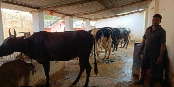 सेवा संकल्प अभियान : महेश नाग का कच्चे शेड से शुरू हुआ सफर अब पक्के मकान और सफल डेयरी व्यवसाय तक पहुंचा