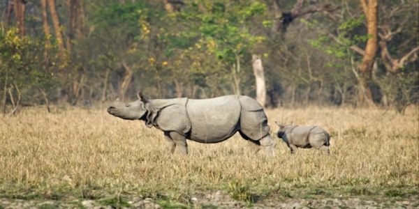 13 अक्टूबर से पर्यटकों के लिए खुलेगा पबितरा अभयारण्य, तैयारियां पूरी