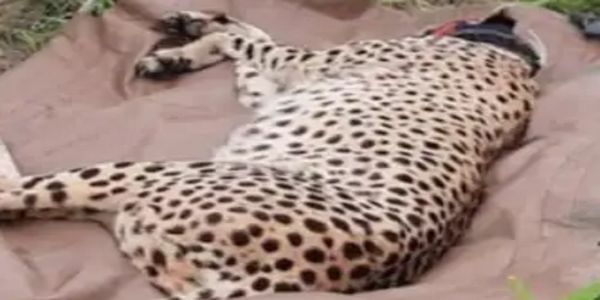 कूनो में मादा चीता आशा के 8 माह के शावक की मौत, वन विभाग की टीम को मिला शव