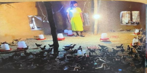 मुर्गी और बकरी पालन से बदली शिवकुमार की तकदीर, हर महीने 10 से 15 हजार रुपये की अतिरिक्त कमाई