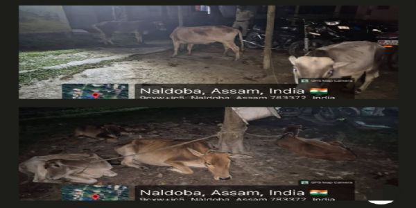 जोगीघोपा में तस्करी की कोशिश नाकाम, 15 मवेशी बरामद