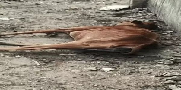 कोरबा में चारा-पानी के अभाव में दाे गायों की मौत, 17 दिनों से बाउंड्री में बंद थे मवेशी