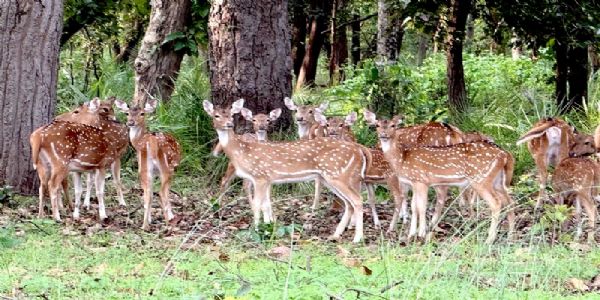 बांधवगढ़ टाइगर रिजर्व के बफर जोन में घूमते हिरण बांधवगढ़ टाइगर रिजर्व के बफर जोन में घूमते हिरण