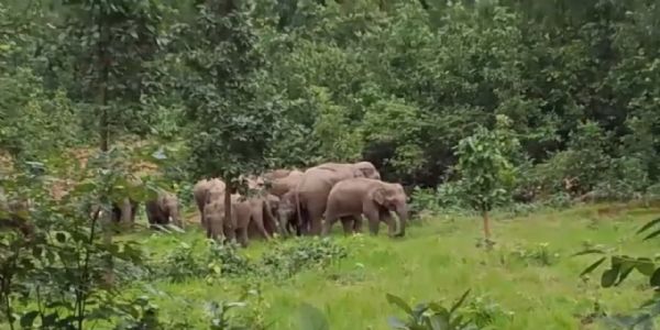 अम्बिकापुर : उदयपुर वन परिक्षेत्र के जंगलों में 26 हाथियों का डेरा, कई एकड़ धान की फसलें तबाह