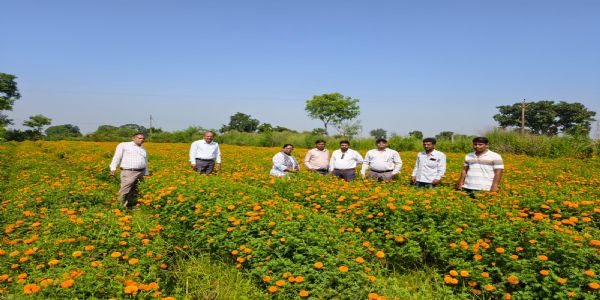 गेंदा की खेती किसानों के लिये बना आय का नया विकल्प, कम लागत में अधिक मुनाफा की ओर बढ़े कदम
