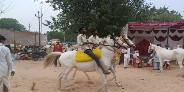गधों का मेला 16 से जयपुर में, गधों, घोड़ों और खच्चर का होता लाखाें का काराेबार