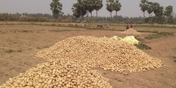 किसानों को अनुदान पर मिलेगा गुणवत्तायुक्त आलू बीज