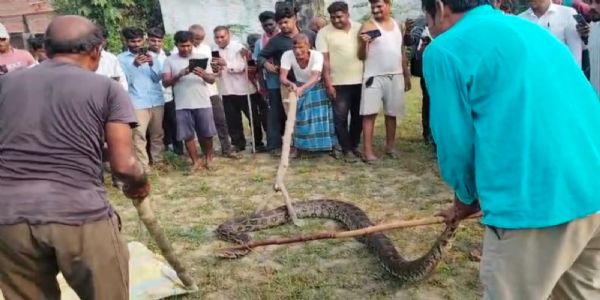 घर के पास निकले 15 फीट लंबे अजगर काे वन विभाग ने रेस्क्यू कर जंगल में छोड़ा