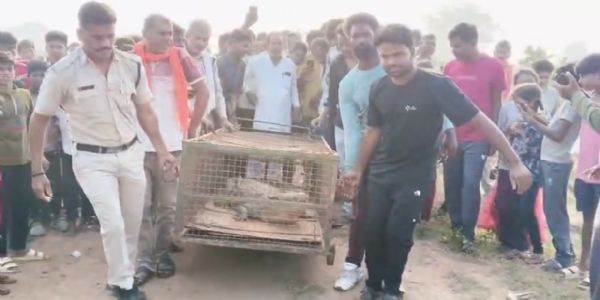 दमोह के हरदुआ खुर्द में पकड़ा गया विशालकाय मगरमच्छ, 10 दिन से दहशत में थे ग्रामीण