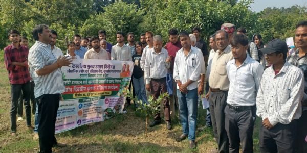 अक्टूबर-नवंबर में बागों को दें पर्याप्त पोषण, मिलीबग से बचाव के लिए तने पर लगाएं पॉलीथीन की पट्टी : डॉ. शैलेंद्र सिंह