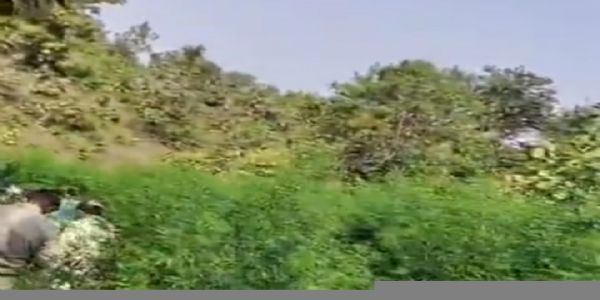 धारः कपास की फसल के बीच लहलहा रहे 4.43 करोड़ रुपये कीमत के गांजे के 3,345 पौधे जब्त
